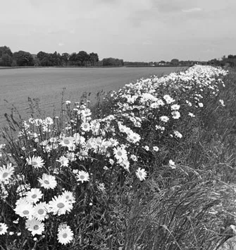 Bloemetjes